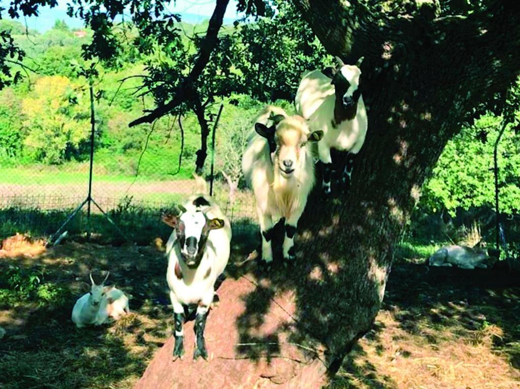 Il Daino Bianco Country Hotel 曼恰诺 外观 照片