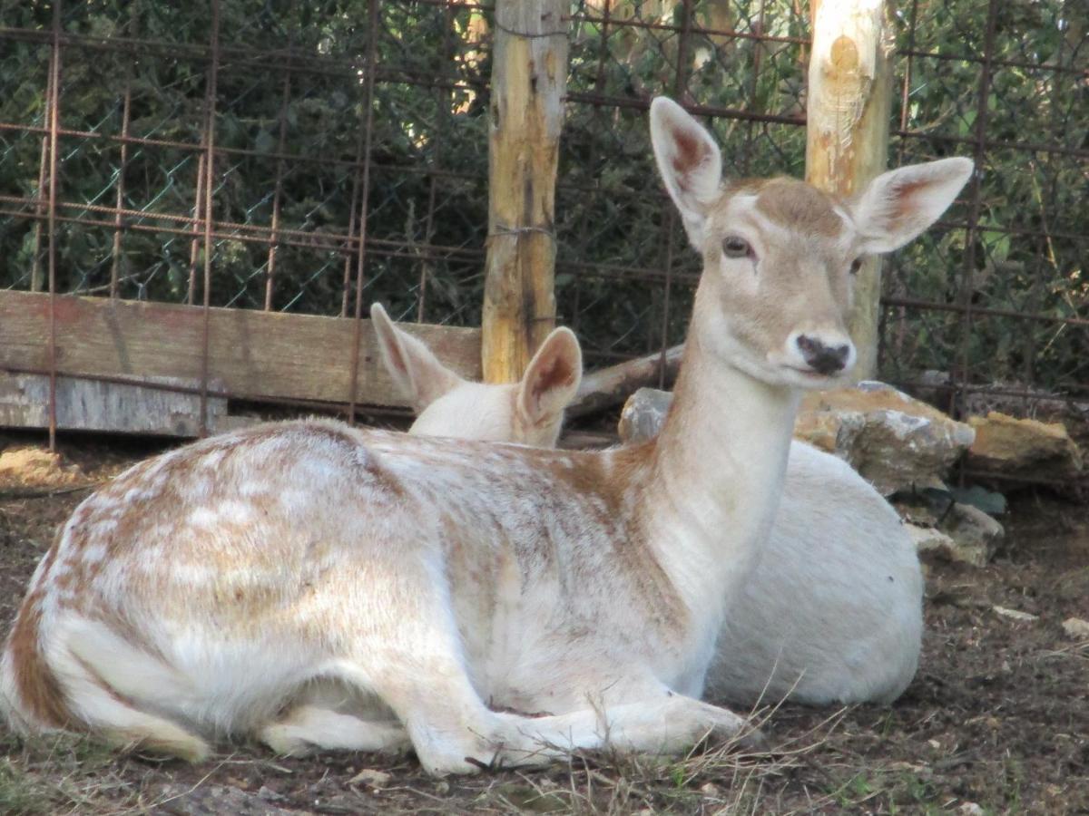 Il Daino Bianco Country Hotel 曼恰诺 外观 照片